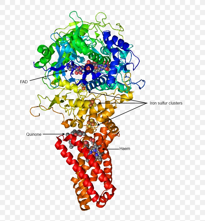 Succinate Dehydrogenase Enzyme Succinic Acid Citric Acid Cycle, PNG, 700x884px, Succinate Dehydrogenase, Art, Body Jewelry, Citric Acid Cycle, Cofactor Download Free