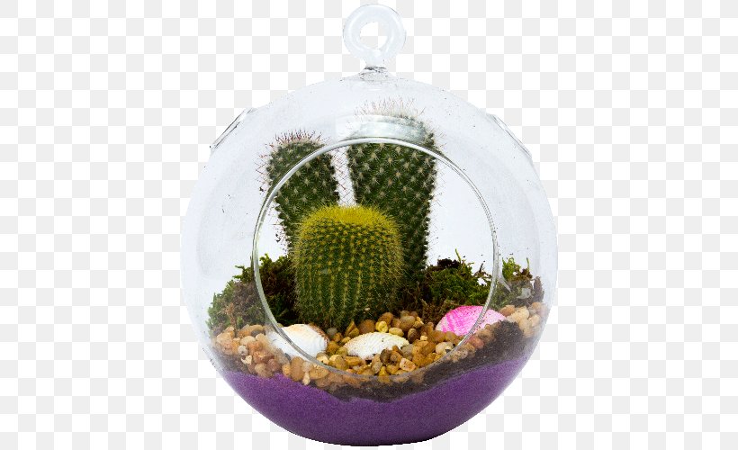 Succulent Plant Cactaceae Terrarium Glass, PNG, 500x500px, Plant, Bottle, Cactaceae, Cactus, Caryophyllales Download Free
