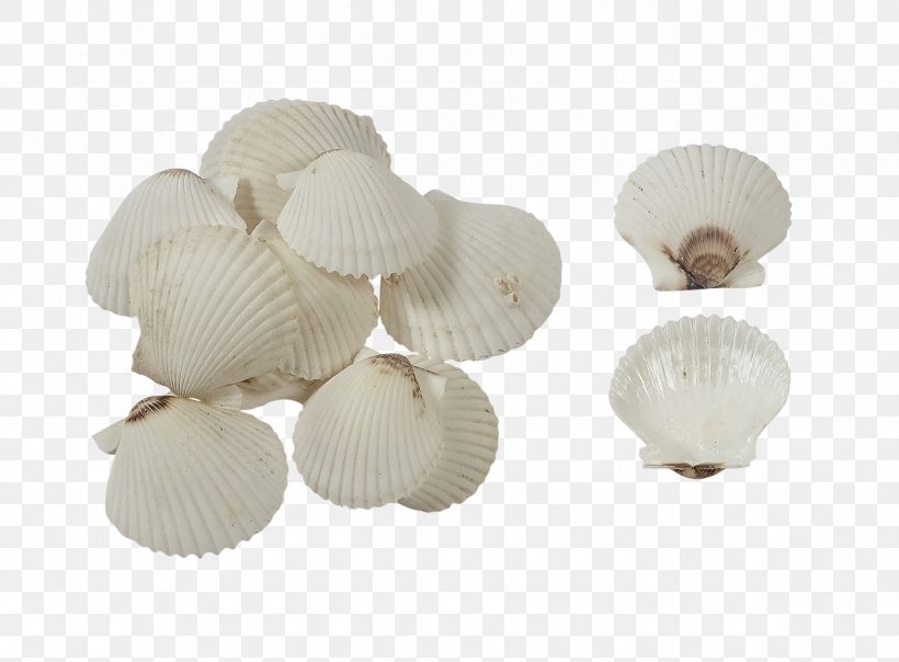 Cockle Seashell Amazon.com Pectinidae Shellcraft, PNG, 2356x1736px, Cockle, Amazoncom, Art, Beach, Clam Download Free