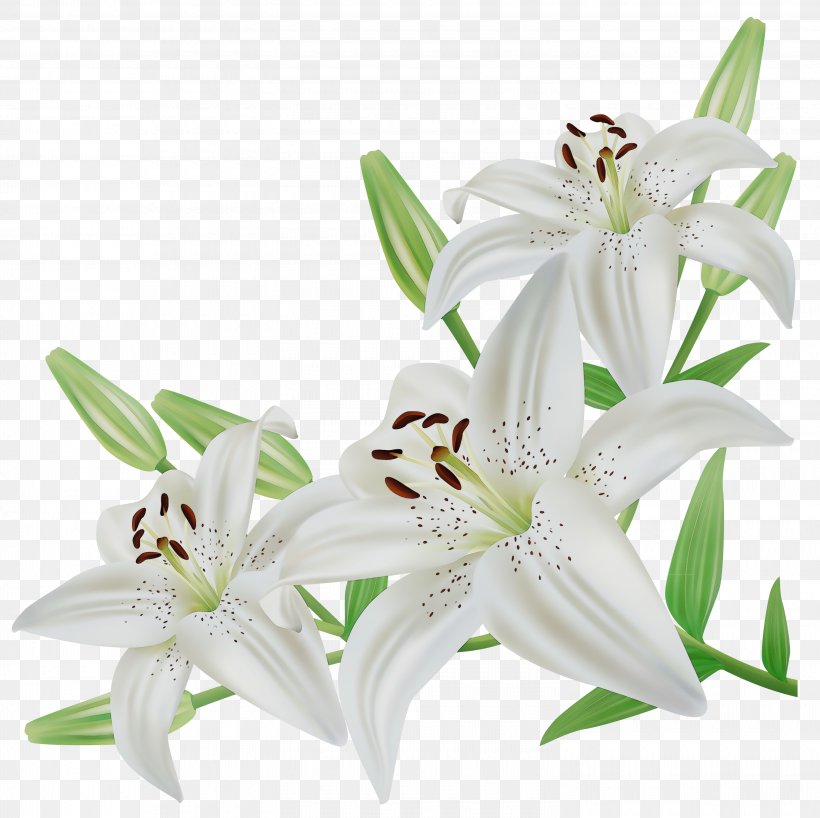 Cut Flowers Tiger Lily Image Illustration, PNG, 3000x2994px, Flower, Botany, Bouquet, Crinum, Cut Flowers Download Free