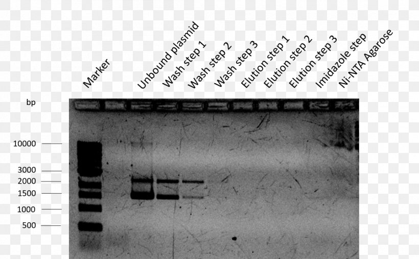 Isopropyl β-D-1-thiogalactopyranoside Plasmid Keyword Tool International Genetically Engineered Machine Transformation, PNG, 1161x720px, Plasmid, Biobrick, Black And White, Brand, Cebitec Download Free