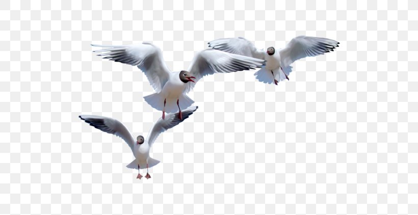 European Herring Gull Common Gull Bird Flight Gulls, PNG, 600x422px, European Herring Gull, American Herring Gull, Beak, Bird, Charadriiformes Download Free