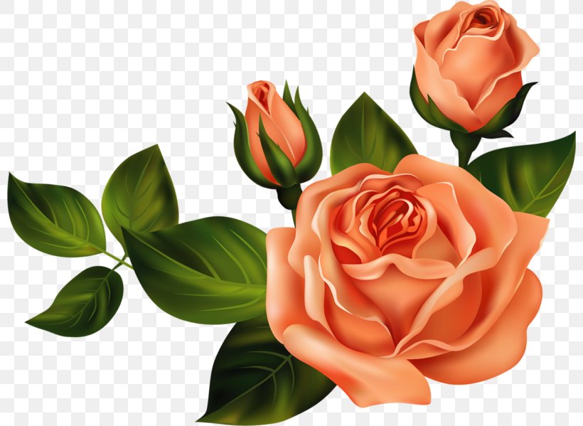 Flower Clip Art, PNG, 800x599px, Flower, Cut Flowers, Drawing, Floral Design, Floristry Download Free