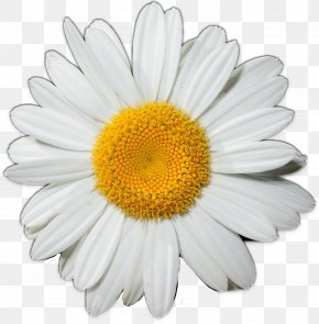 Common Daisy Clip Art, PNG, 792x1245px, Common Daisy, Branch, Chamomile ...