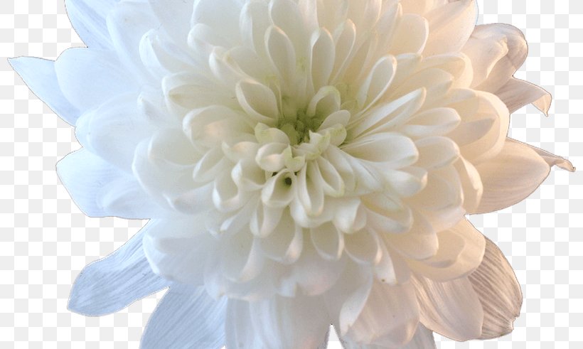 Cut Flowers White Petal Flower Bouquet, PNG, 800x491px, Flower, Chrysanths, Cut Flowers, Dahlia, Daisy Family Download Free