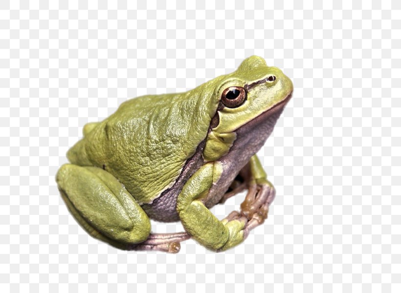 Frog Lithobates Clamitans Killing The Kordovas Desktop Wallpaper, PNG, 800x600px, Frog, Amphibian, Animal, Bullfrog, Common Tree Frog Download Free