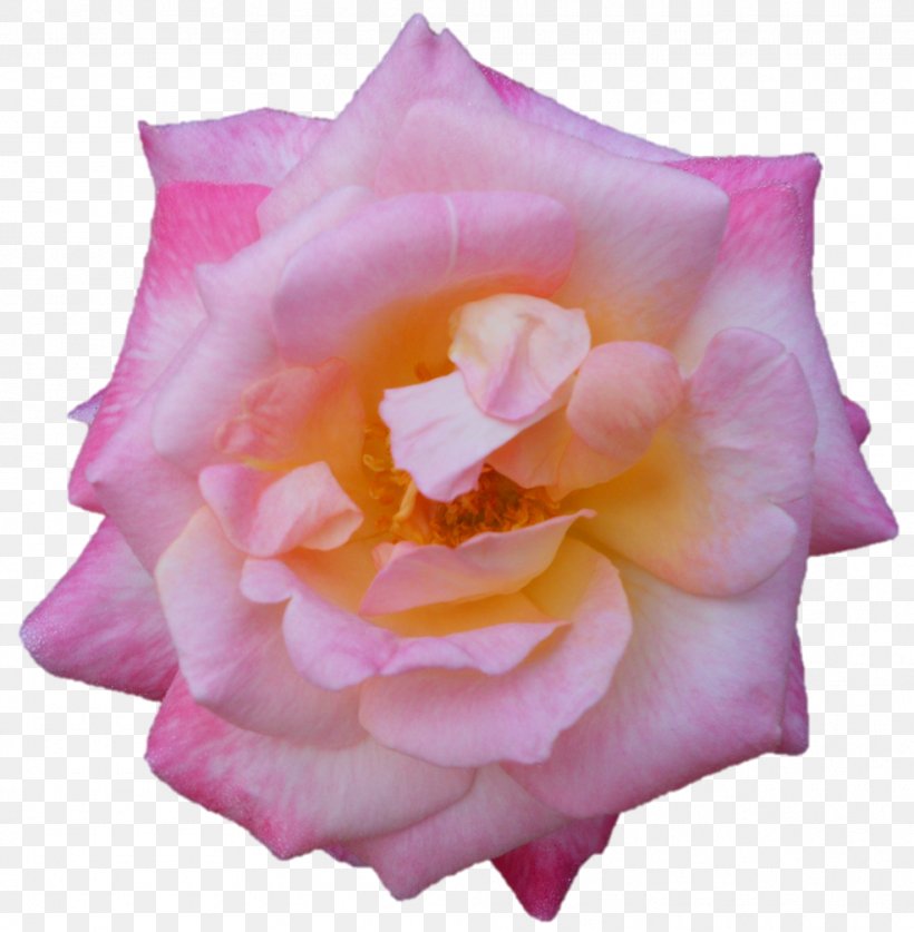 Garden Roses Centifolia Roses Floribunda Cut Flowers Petal, PNG, 986x1007px, Garden Roses, Centifolia Roses, China Rose, Chinese Cuisine, Closeup Download Free