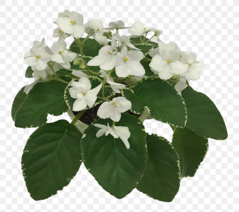 Hydrangea, PNG, 844x750px, Hydrangea, Cornales, Flower, Flowering Plant, Plant Download Free