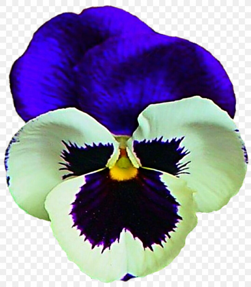 Violet Pansy PicsArt Photo Studio Sticker Plant, PNG, 1024x1173px, Violet, Flower, Flowering Plant, Iridaceae, Iris Download Free