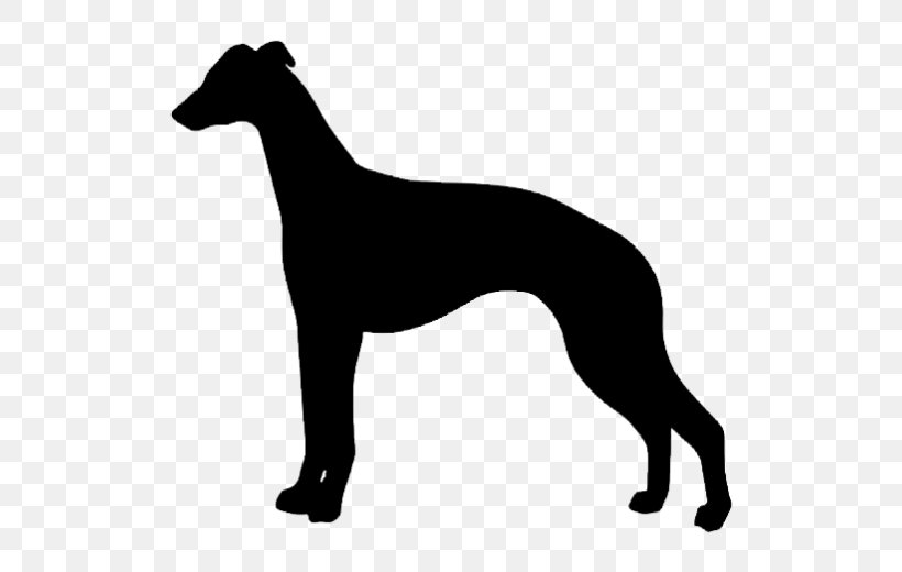 Whippet Saluki Greyhound Borzoi Rhodesian Ridgeback, PNG, 520x520px, Whippet, Animal Sports, Black And White, Borzoi, Carnivoran Download Free
