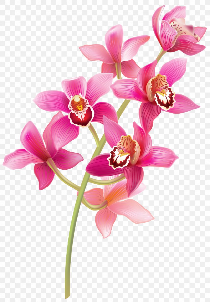 How To Grow Orchids Clip Art, PNG, 2442x3500px, How To Grow Orchids, Blossom, Cattleya Orchids, Cut Flowers, Dendrobium Download Free