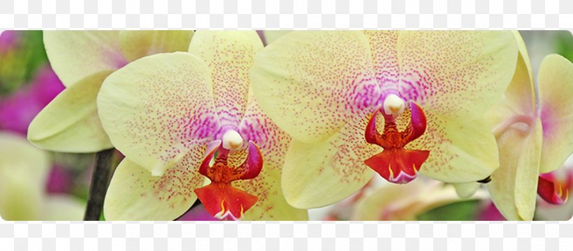 Moth Orchids Floral Design Cattleya Orchids Cut Flowers Pink M, PNG, 1140x500px, Moth Orchids, Cattleya, Cattleya Orchids, Closeup, Cut Flowers Download Free