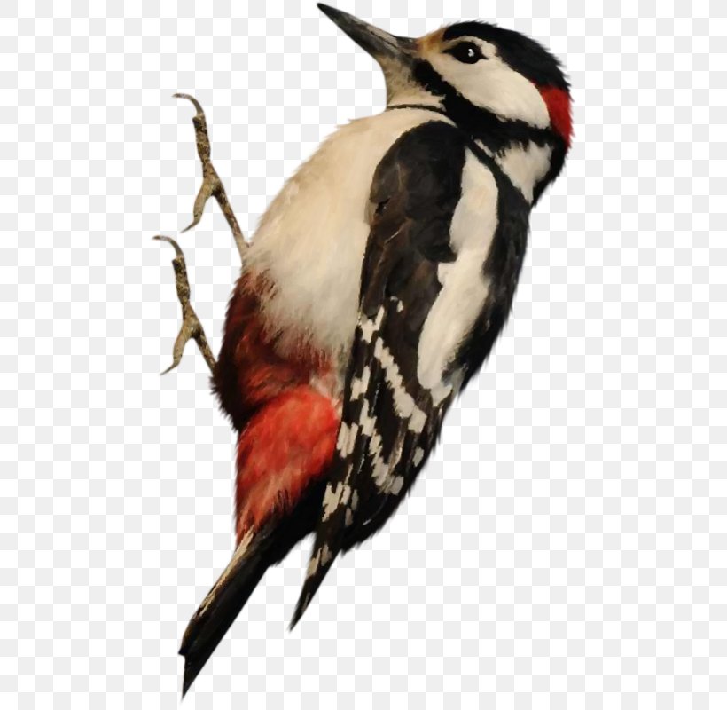 Woody Woodpecker Bird Image, PNG, 485x800px, Woodpecker, Animal, Beak, Bird, Blog Download Free