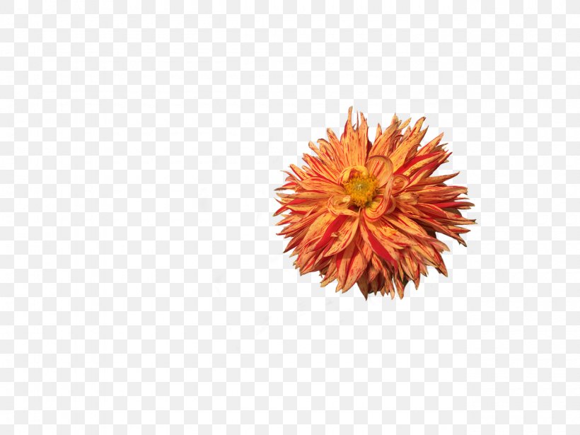 Flower Dahlia, PNG, 1280x960px, Flower, Blossom, Chrysanths, Cut Flowers, Dahlia Download Free