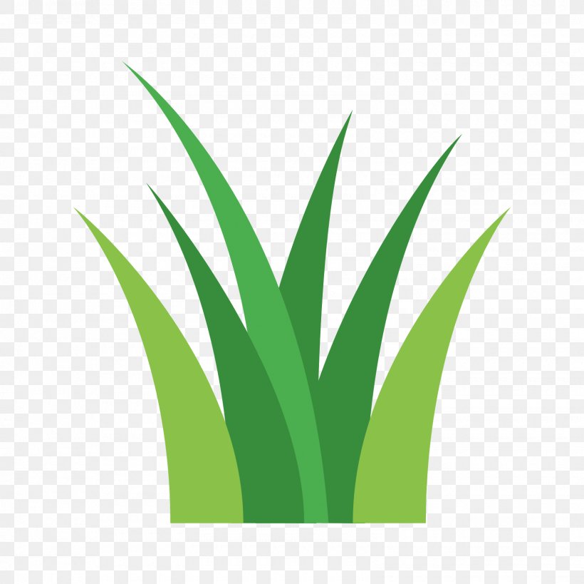 Plant Stem Grasses Desktop Wallpaper, PNG, 1600x1600px, Plant, Artificial Turf, Assortment Strategies, Cleaning, Computer Download Free