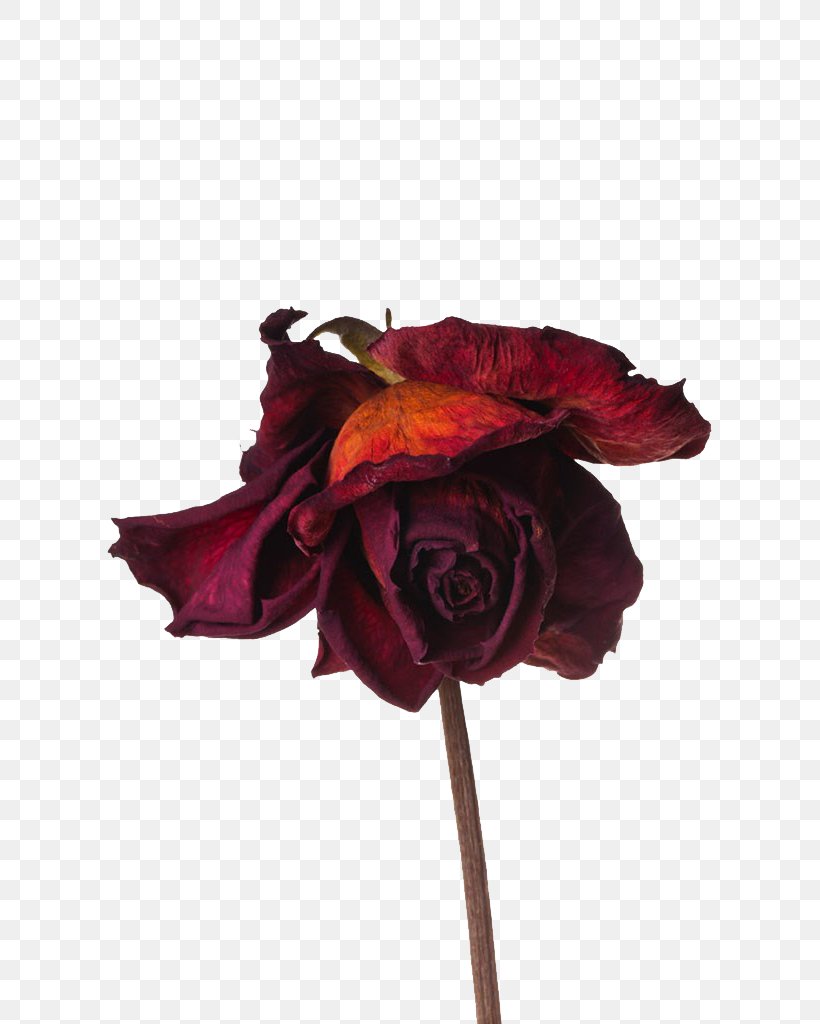 Rose Flower Preservation, PNG, 682x1024px, Rose, Artificial Flower, Computer Graphics, Cut Flowers, Floral Design Download Free