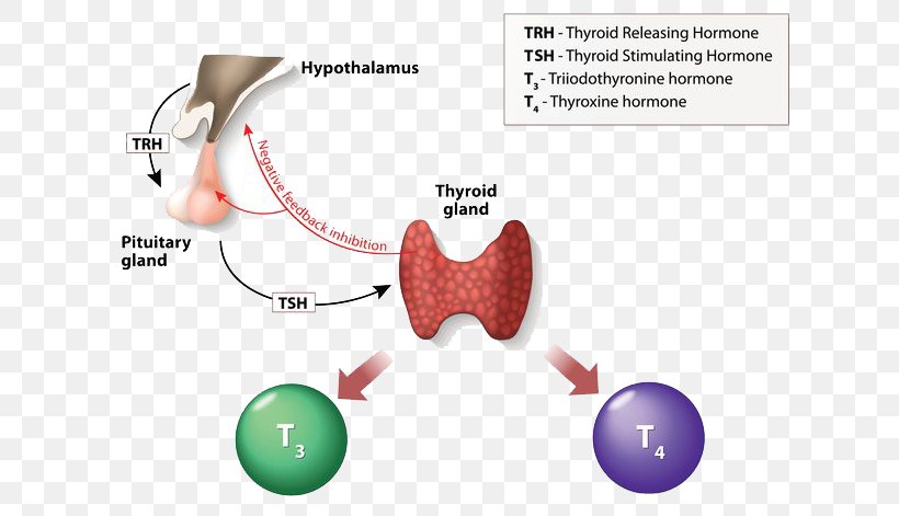 Thyroid Hormones Triiodothyronine Thyroxine Thyroid-stimulating Hormone, PNG, 643x471px, Watercolor, Cartoon, Flower, Frame, Heart Download Free