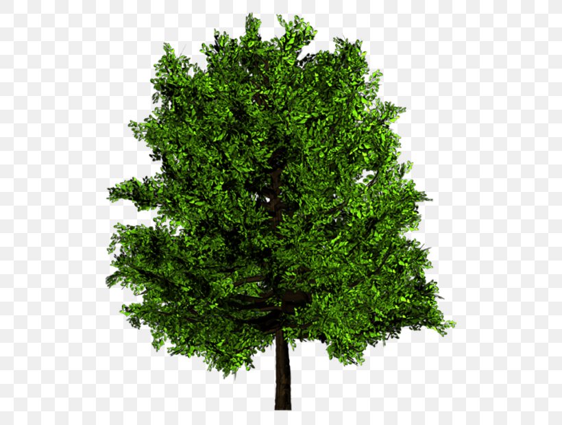 Tree Wood Ulmus Minor English Oak Texture Mapping, PNG, 512x620px, Tree, Bark, Beech, Branch, Elm Download Free