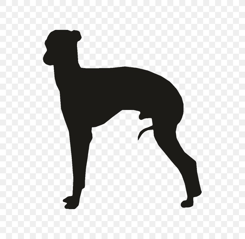 Whippet Italian Greyhound Ibizan Hound Clip Art, PNG, 800x800px, Whippet, Black, Black And White, Carnivoran, Dog Download Free
