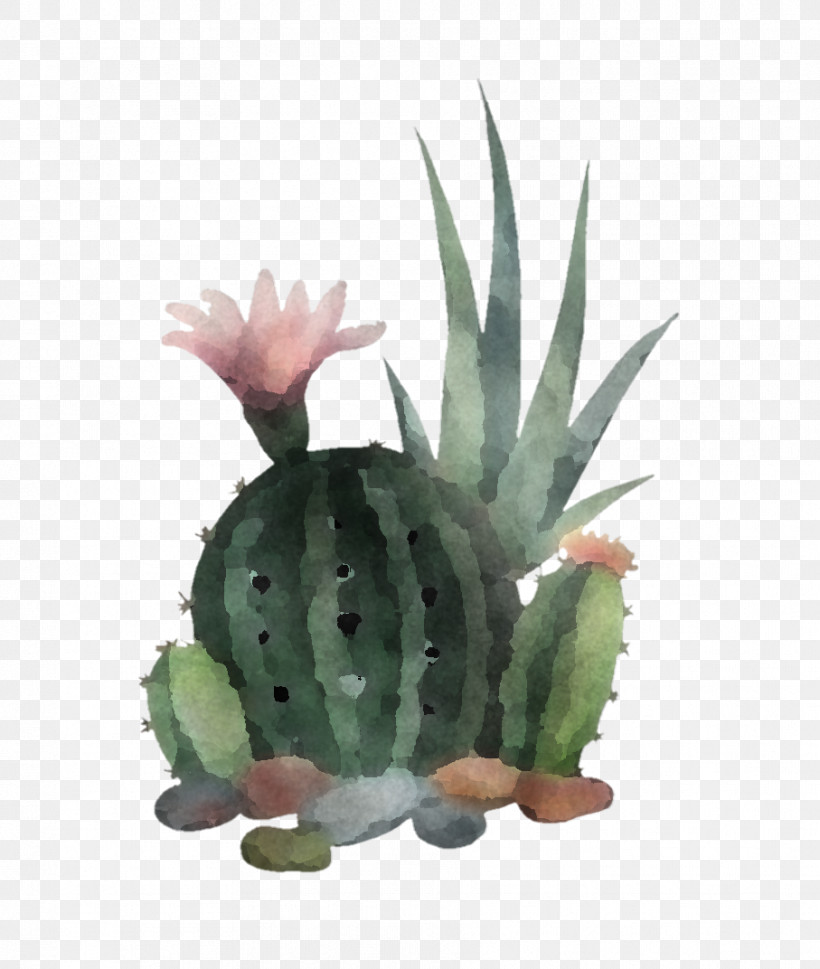 Cactus, PNG, 907x1072px, Houseplant, Agave, Aloe, Cactus, Flower Download Free