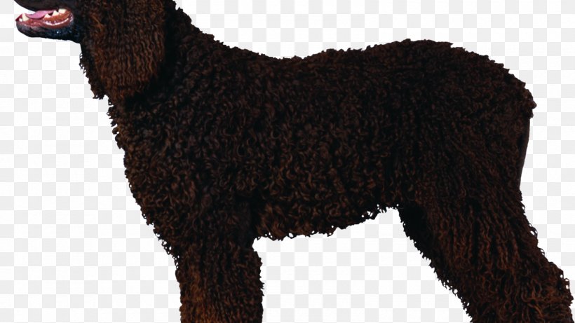 Irish Water Spaniel Curly-Coated Retriever Poodle American Water Spaniel Spanish Water Dog, PNG, 1600x900px, Irish Water Spaniel, American Water Spaniel, Animal, Animal Figure, Barbet Download Free