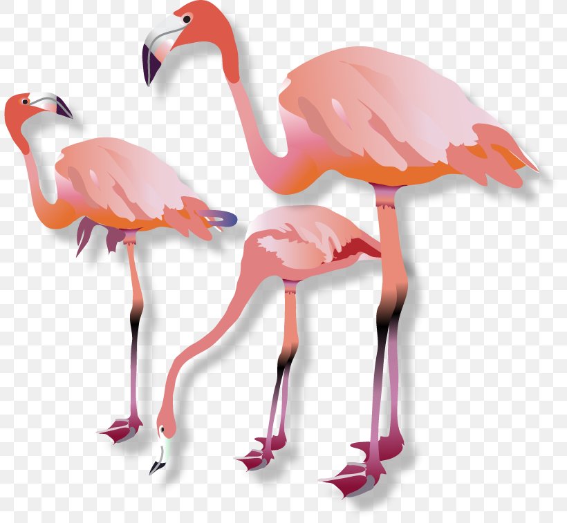 Vertebrate Water Bird Beak Flamingo, PNG, 807x757px, Vertebrate, Animal, Beak, Bird, Flamingo Download Free