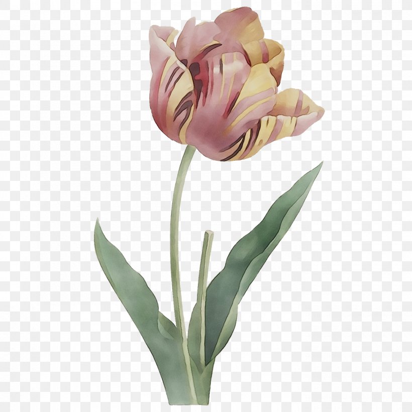 Garden Tulip Stock Photography Image Illustration, PNG, 1380x1380px, Garden Tulip, Alamy, Artificial Flower, Artikel, Botany Download Free