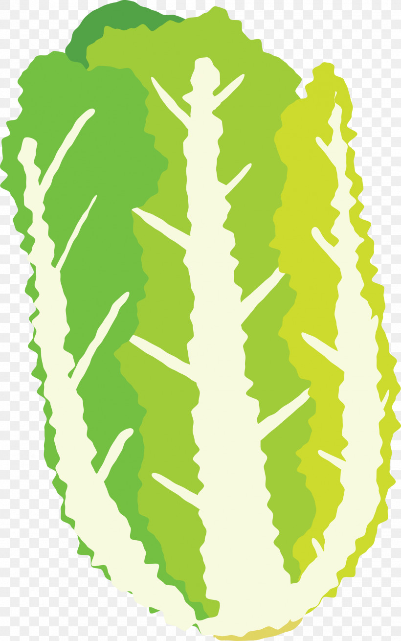 Nappa Cabbage, PNG, 1877x3000px, Nappa Cabbage, Green Download Free