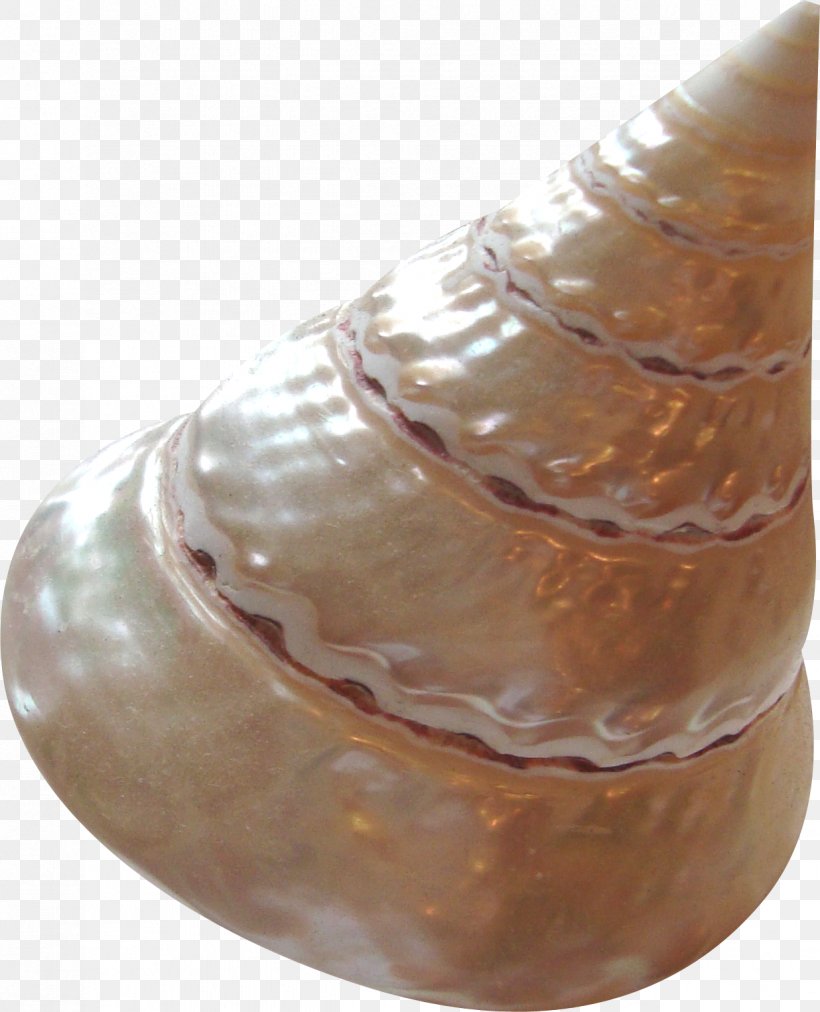 Sea Snail Seashell Conch, PNG, 1236x1526px, Sea Snail, Artifact, Conch, Seashell, Seashore Download Free