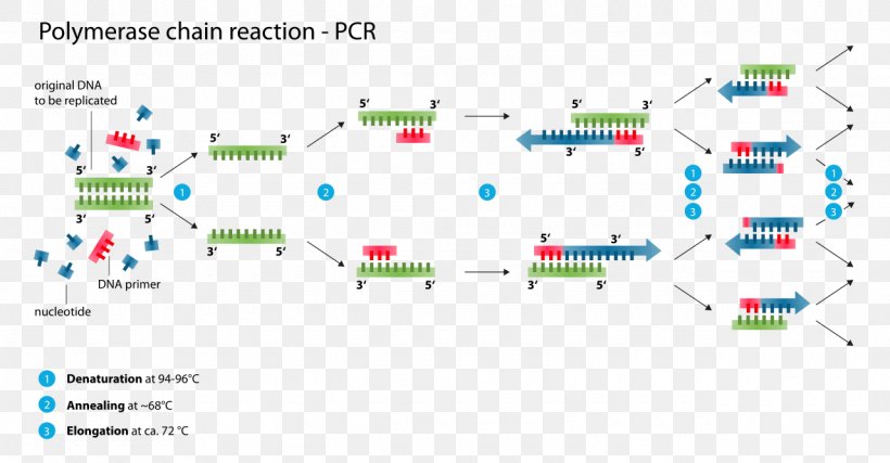 Digital Polymerase Chain Reaction DNA Polymerase, PNG, 1280x667px, Polymerase Chain Reaction, Amplifikacija, Area, Biology, Brand Download Free