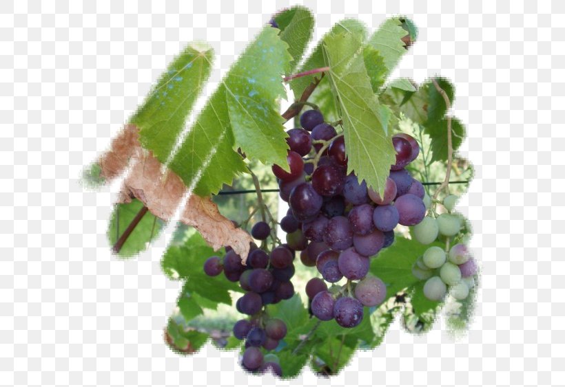 Grape Zante Currant Huckleberry Blueberry Bilberry, PNG, 600x563px, Grape, Berry, Bilberry, Blueberry, Chokeberry Download Free