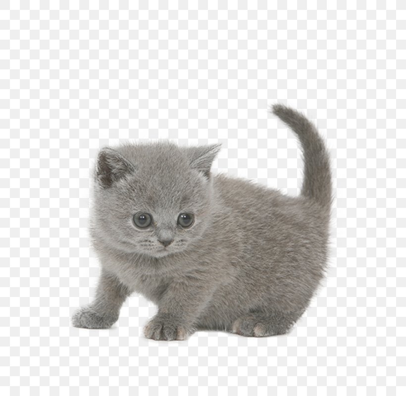 Chartreux British Shorthair Kitten Korat Russian Blue, PNG, 800x800px, Chartreux, American Wirehair, Asian, British Semi Longhair, British Semilonghair Download Free