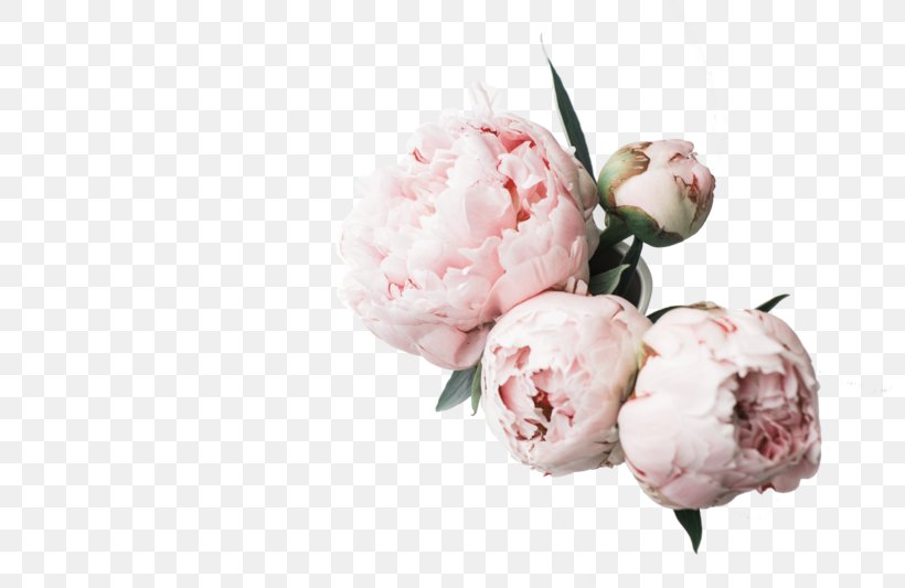 Desktop Wallpaper Peony High-definition Television Computer Wallpaper, PNG, 800x533px, 4k Resolution, 8k Resolution, Peony, Blossom, Computer Download Free