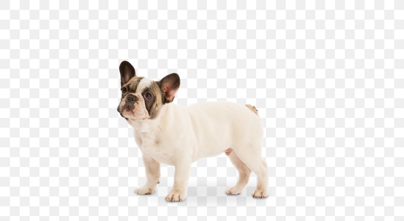 French Bulldog Toy Bulldog Dog Breed Puppy, PNG, 580x450px, French Bulldog, Breed, Bulldog, Bulldog Breeds, Carnivoran Download Free