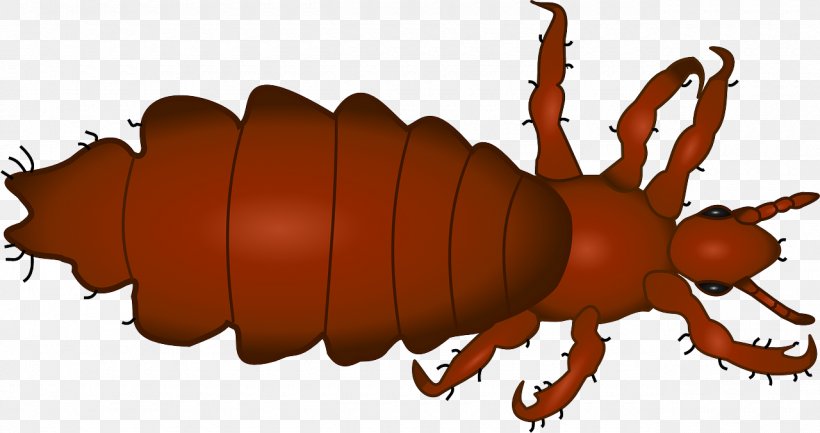Head Louse Insect Head Lice Infestation Clip Art, PNG, 1280x676px, Louse, Arthropod, Beetle, Head, Head Lice Infestation Download Free
