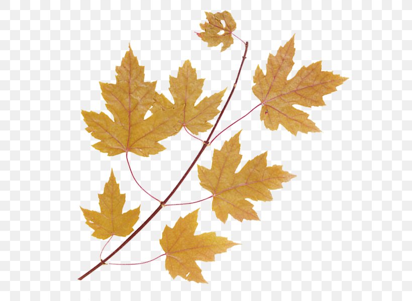Maple Leaf Tree Green, PNG, 600x600px, Maple Leaf, Autumn, Autumn Leaf Color, Branch, Common Ivy Download Free