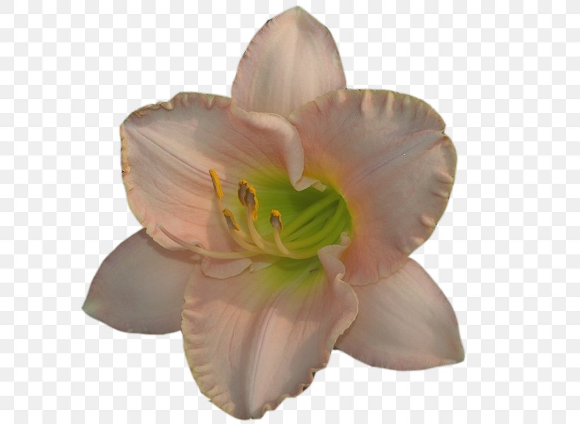 Clip Art Petal Pixel Daylily, PNG, 600x600px, Petal, Animation, Belladonna, Daylily, Flower Download Free