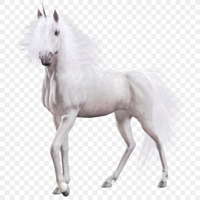 White Horse Country Club Equine Coat Color, PNG, 1750x1750px, Horse, Colt, Foal, Horse Like Mammal, Livestock Download Free