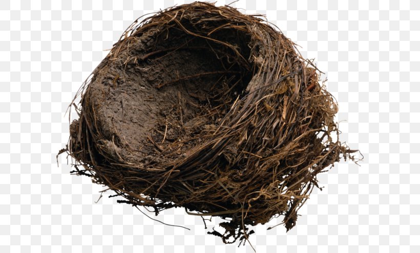 Edible Birds Nest Industrial Design, PNG, 600x495px, Edible Birds Nest, Bird Nest, Getty Images, Industrial Design, Interior Design Services Download Free