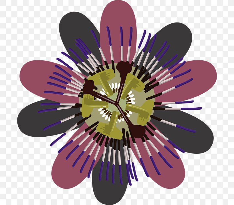 Flower Petal Clip Art, PNG, 700x720px, Flower, Color, Flowering Plant, Paper Clip, Petal Download Free