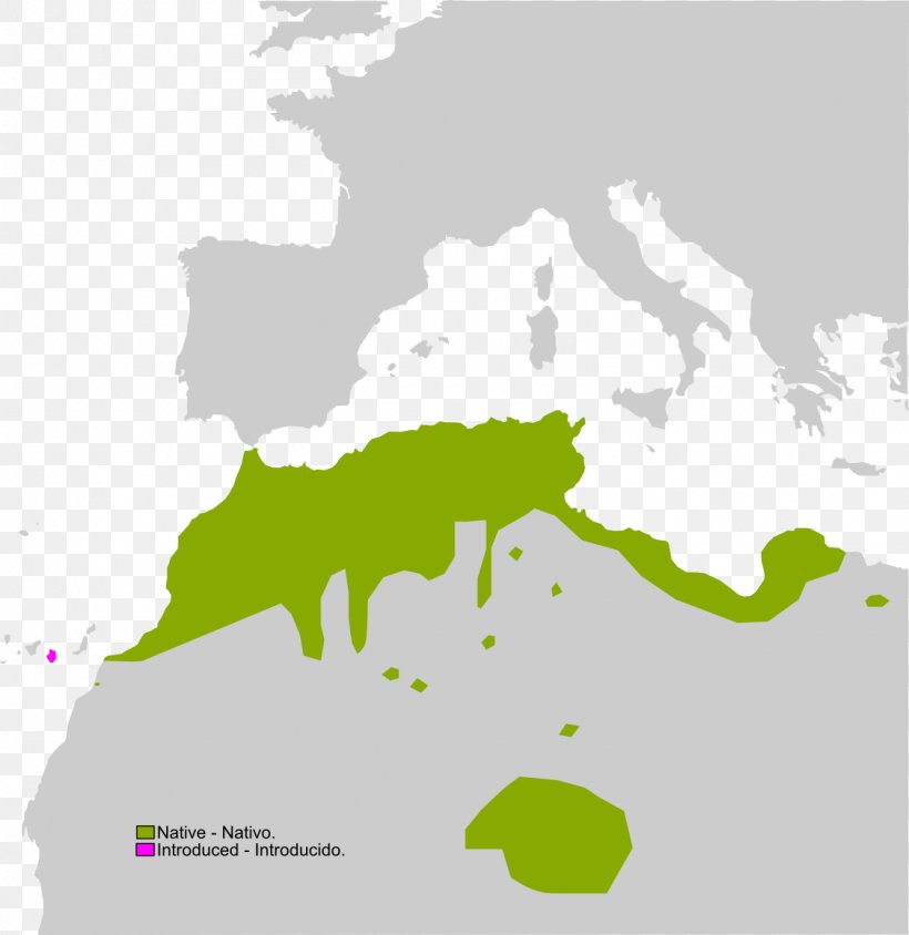 Mediterranean Sea FRANK GmbH Business Second World War Sahara Frog, PNG, 1126x1159px, Mediterranean Sea, Area, Business, Ecoregion, Europe Download Free