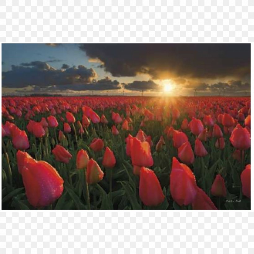 Canadian Tulip Festival Netherlands Tulips Of The Valley, PNG, 900x900px, Tulip, Abbotsford, Canadian Tulip Festival, Ecoregion, Field Download Free