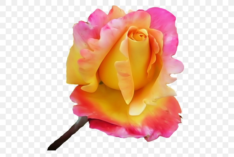 Garden Roses Flower GIF Petal, PNG, 500x552px, Garden Roses, Barbecue, Barbecue Grill, Blog, Cabbage Rose Download Free