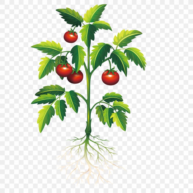 Plant Tomato Clip Art, PNG, 1200x1200px, Plant, Aquaponics, Branch, Cherry, Drawing Download Free
