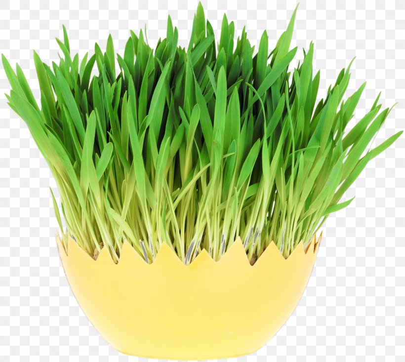 Wheatgrass Royalty-free Stock Photography Depositphotos Wheat Sprout, PNG, 1600x1432px, Wheatgrass, Commodity, Depositphotos, Flowerpot, Grass Download Free