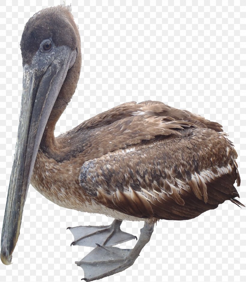 Brown Pelican American White Pelican Clip Art, PNG, 2582x2965px, 2d Computer Graphics, 3d Computer Graphics, Brown Pelican, American White Pelican, Beak Download Free