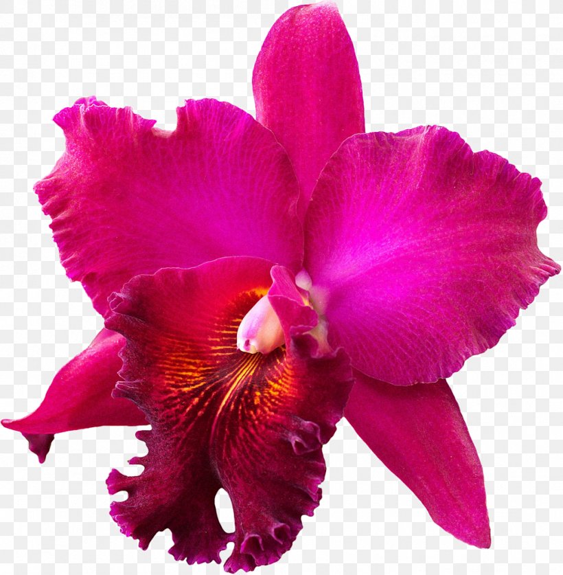 Crimson Cattleya Christmas Orchid Orchids Stock Photography, PNG, 1003x1024px, Crimson Cattleya, Cattleya, Cattleya Labiata, Cattleya Orchids, Christmas Orchid Download Free