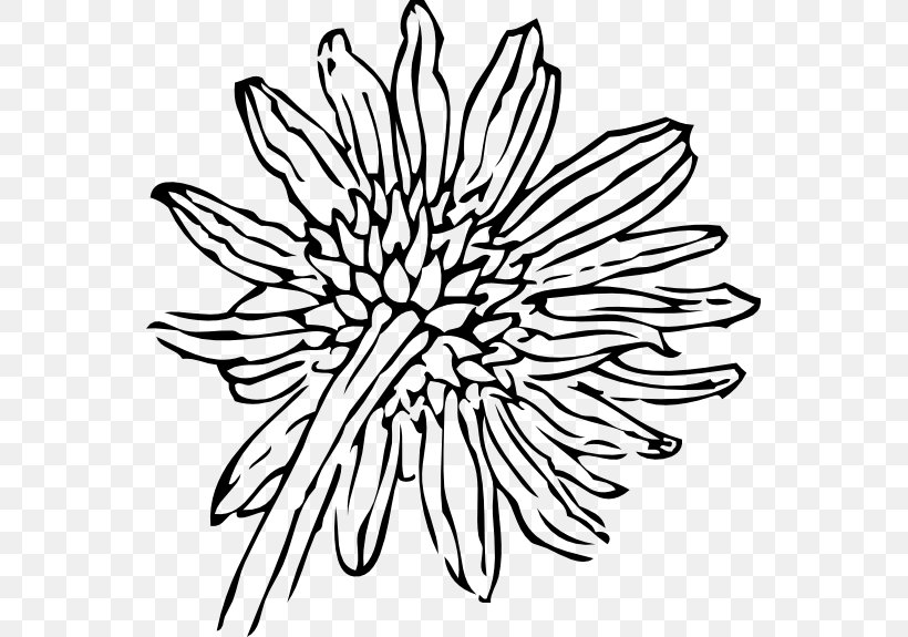 Drawing Clip Art, PNG, 555x575px, Drawing, Artwork, Black, Black And White, Chrysanths Download Free
