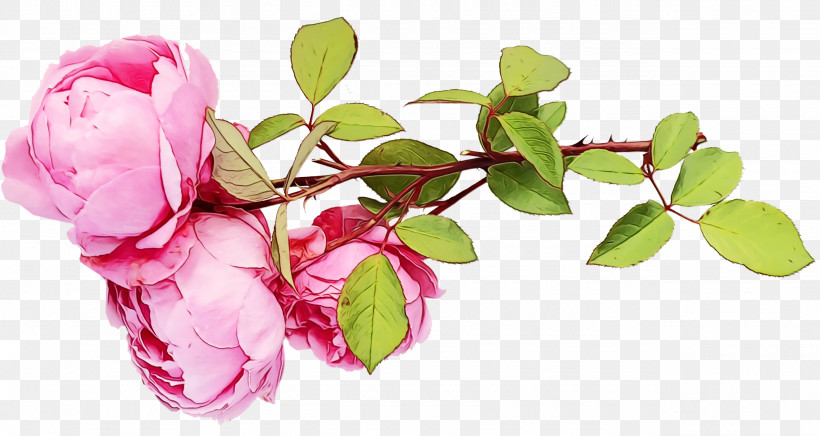Garden Roses, PNG, 2560x1362px, Watercolor, Branch, Bud, Cabbage Rose, Cut Flowers Download Free