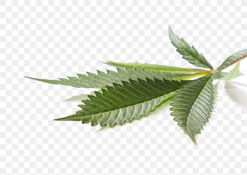 Medical Cannabis Cannabidiol Hemp Leaf, PNG, 1280x912px, Cannabis, Cannabidiol, Cdr, Drug Enforcement Administration, Health Canada Download Free